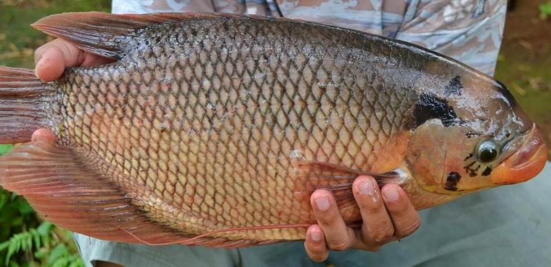 Agar Budidaya Ikan Gurame Berhasil - 